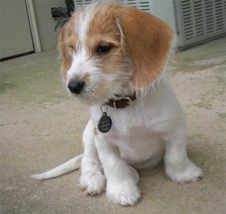 English Bulldog Mixed With Beagle