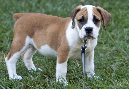 English Bulldog Mixed With Beagle