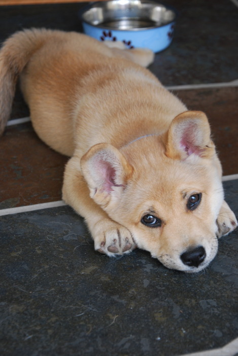 English Bulldog Mixed With Chihuahua