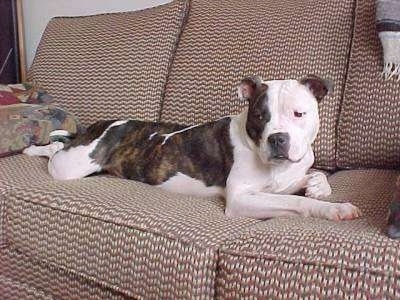 English Bulldog Mixed With Chihuahua