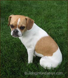 English Bulldog Mixed With Chihuahua