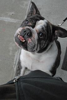 English Bulldog Mixed With French Bulldog