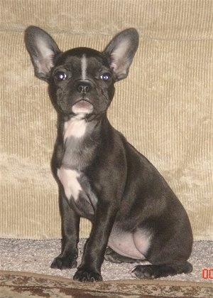 English Bulldog Mixed With French Bulldog