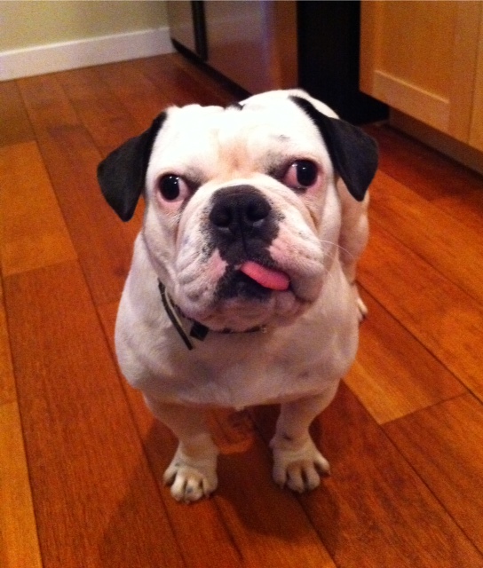 English Bulldog Mixed With French Bulldog