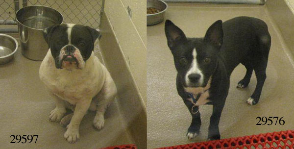 English Bulldog Mixed With French Bulldog