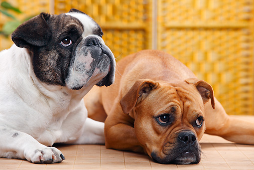 English Bulldog Mixed With French Bulldog