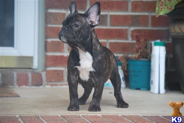 English Bulldog Mixed With French Bulldog