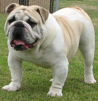 English Bulldog Pictures