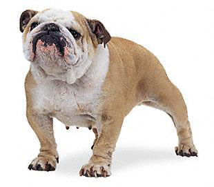 English Bulldog Pictures