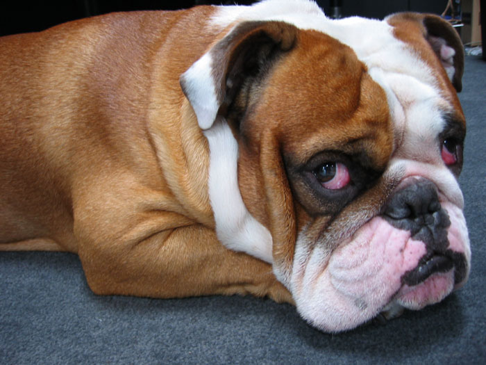 English Bulldog Pictures