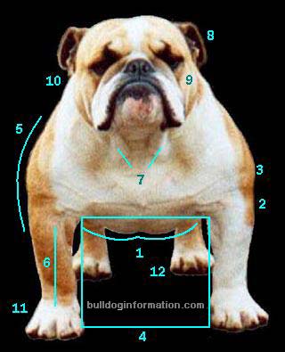 English Bulldog Pictures