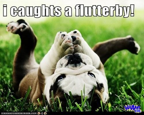 English Bulldog Pictures Funny