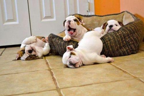 English Bulldog Pictures Funny