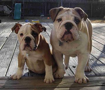 English Bulldog Pitbull Mix