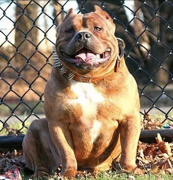 English Bulldog Pitbull Mix