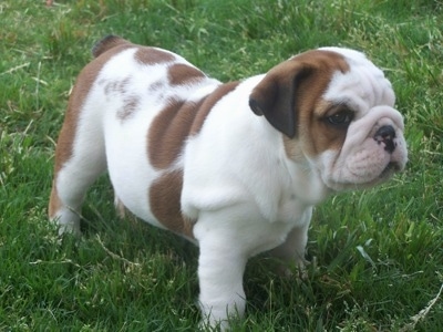 English Bulldog Puppies For Adoption