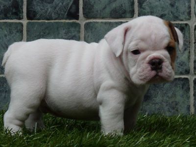 English Bulldog Puppies For Adoption