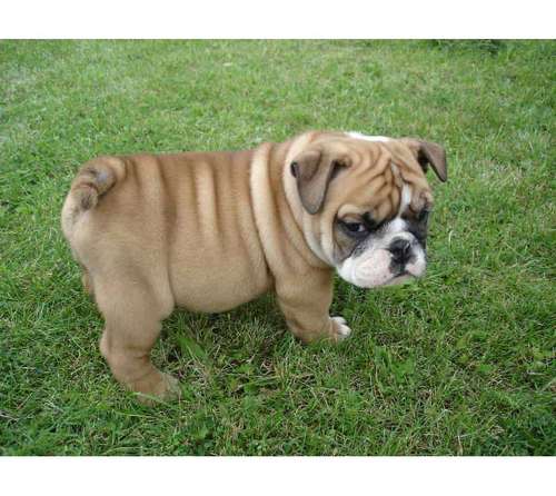 English Bulldog Puppies For Adoption