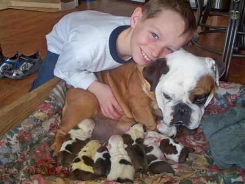 English Bulldog Puppies For Sale