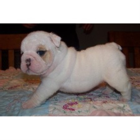 English Bulldog Puppies For Sale In Ohio