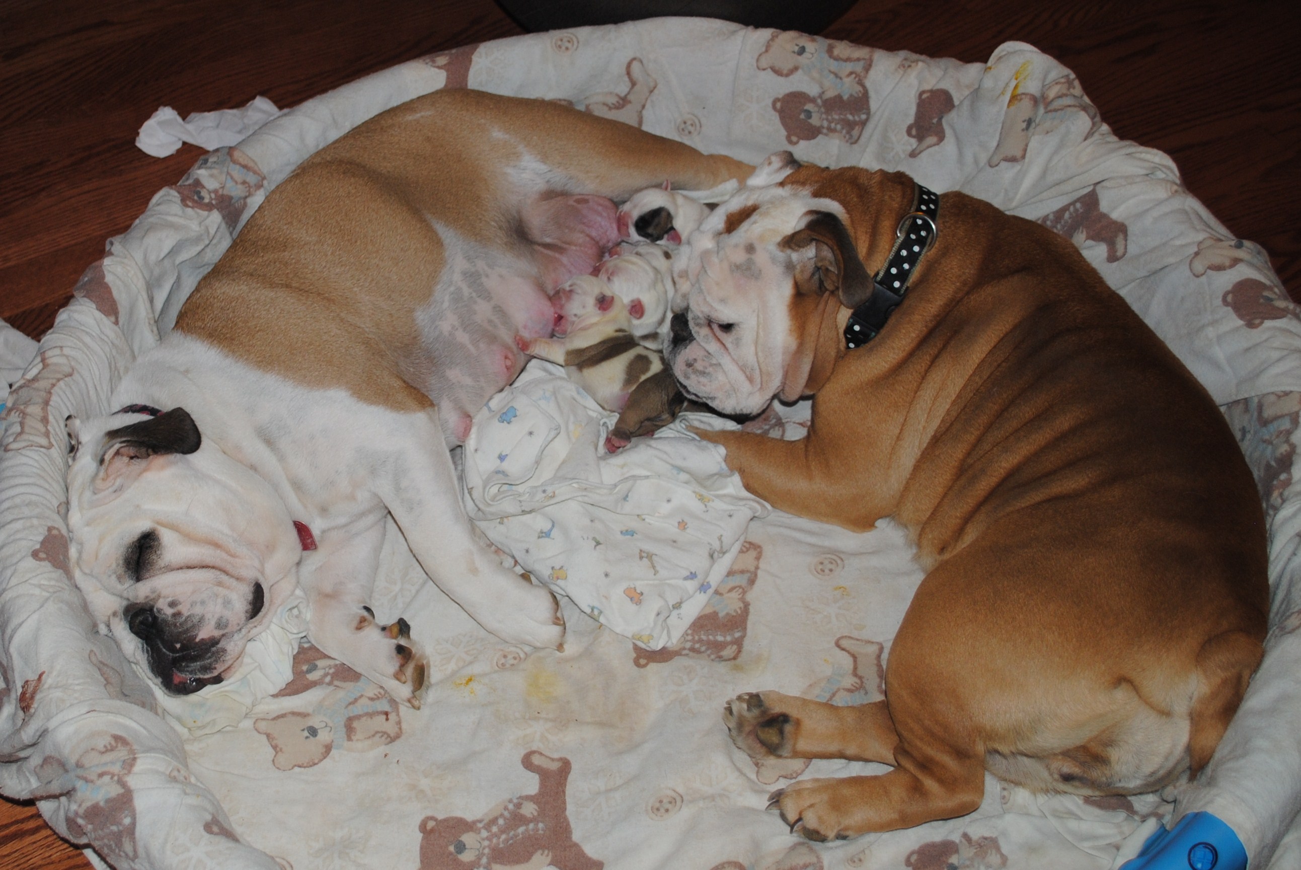 English Bulldog Puppies For Sale In Ohio