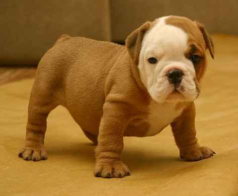 English Bulldog Puppies For Sale In Texas