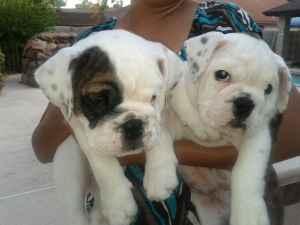 English Bulldog Puppies For Sale In Texas