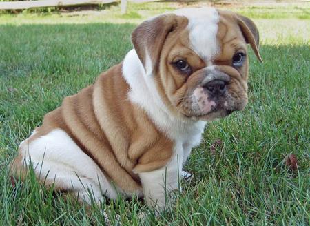 English Bulldog Puppies Pictures