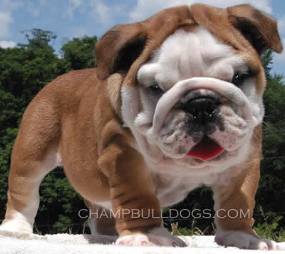 English Bulldog Puppies Pictures