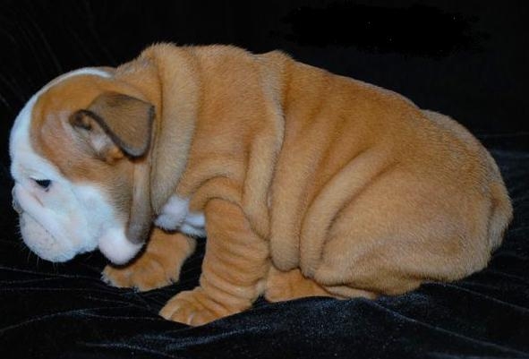 English Bulldog Puppies Pictures