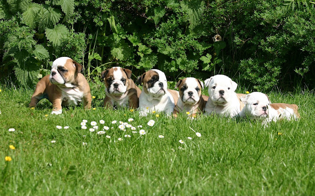 English Bulldog Puppies Wallpaper