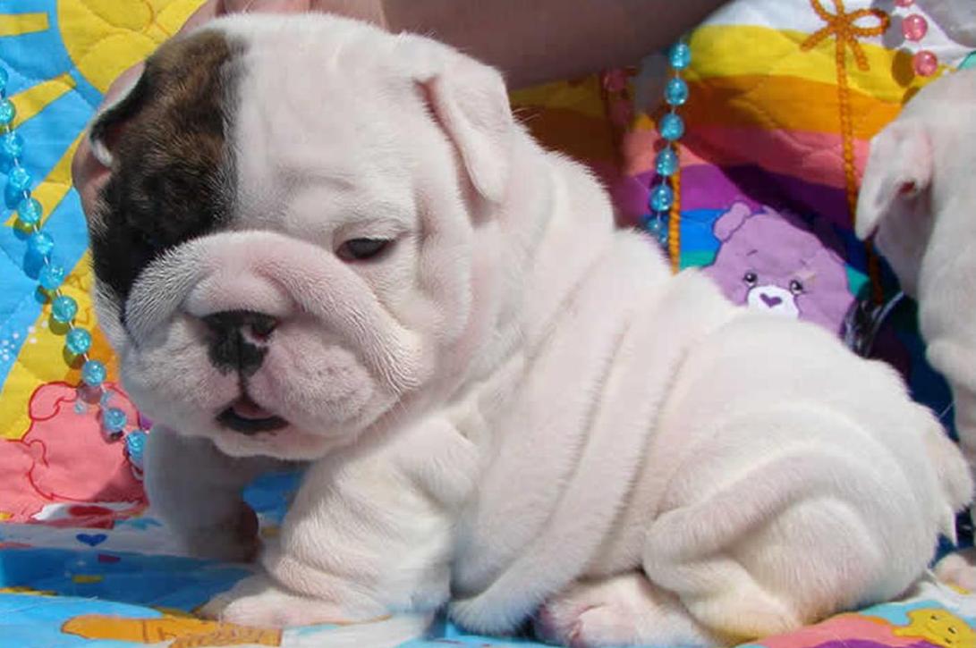 English Bulldog Puppies Wallpaper