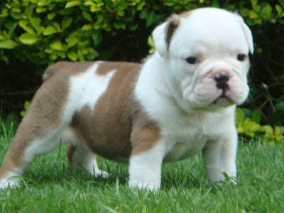 English Bulldog Puppies Wallpaper