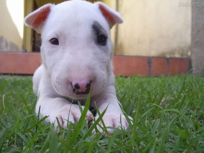 English Bulldog Terrier