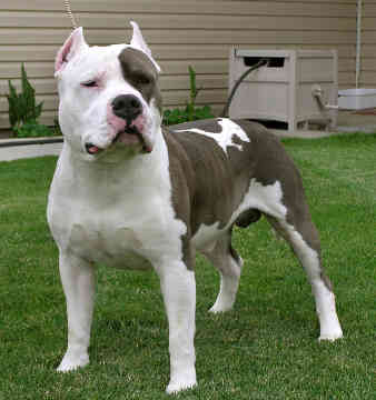 English Bulldog Terrier