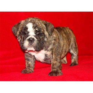 English Bulldog Terrier Rescue