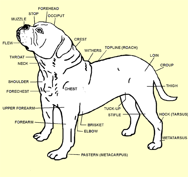 English Bulldog Vs American Bulldog Pictures