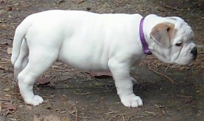 English Bulldog Vs American Bulldog Pictures