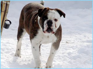 English Bulldog Vs American Bulldog Pictures