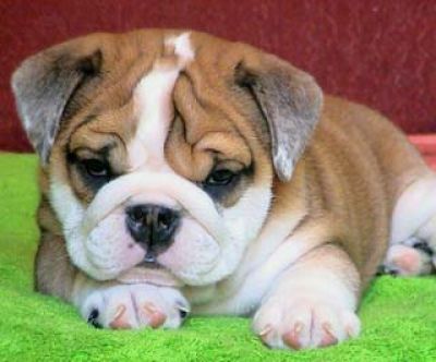 English Bulldogs For Sale