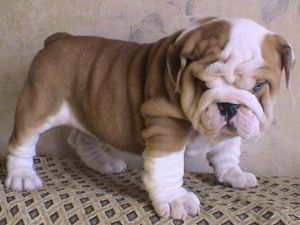 English Bulldogs For Sale