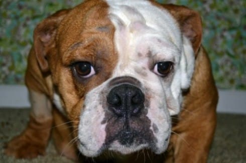 English Bulldogs For Sale