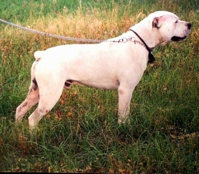 English Bulldogs For Sale