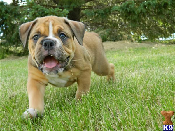 English Bulldogs For Sale In Iowa