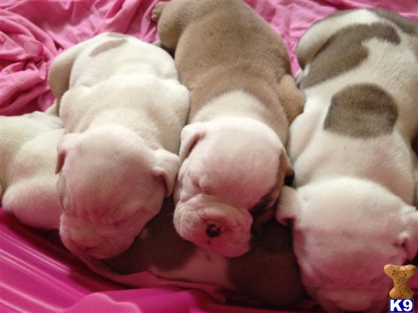 English Bulldogs For Sale In Iowa