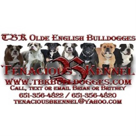 English Bulldogs For Sale In Mn