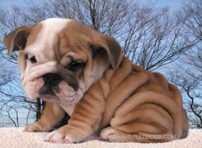 English Bulldogs For Sale In Mn