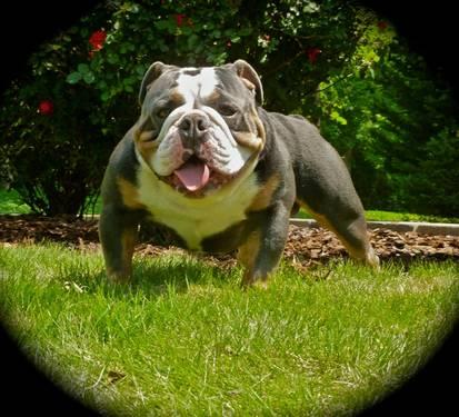 English Bulldogs For Sale In Nc