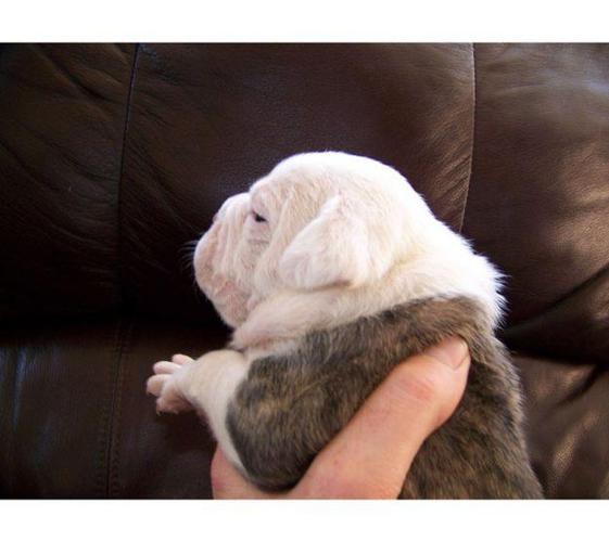 English Bulldogs For Sale In Nc Cheap