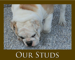 English Bulldogs For Sale In Oklahoma